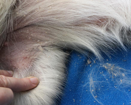 Outbackgold Golden Retrievers Katherine Northern Territory Australia
