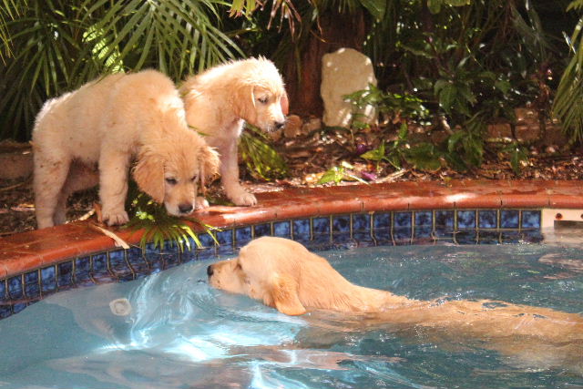 Puppies N Willow