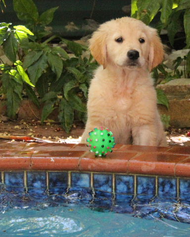 Pixi
