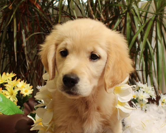Pixi 9 wks