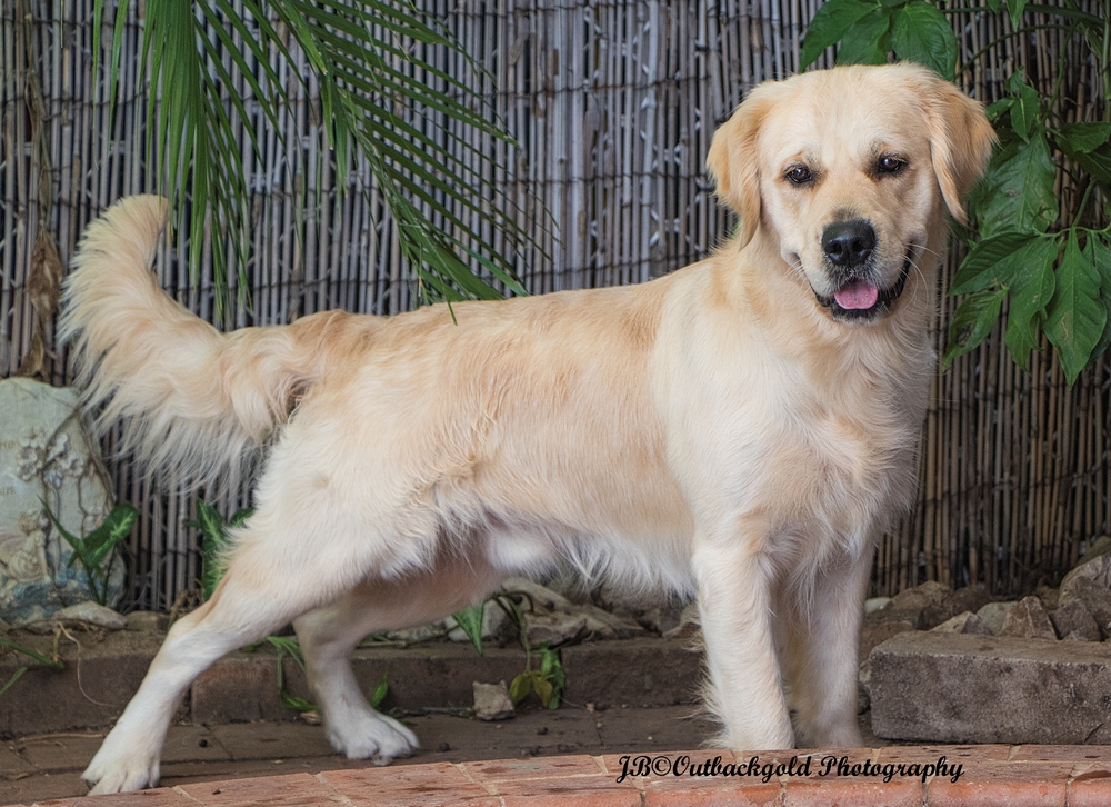 Aust CH Outbackgold Sahvahna StarDust "Dusty"