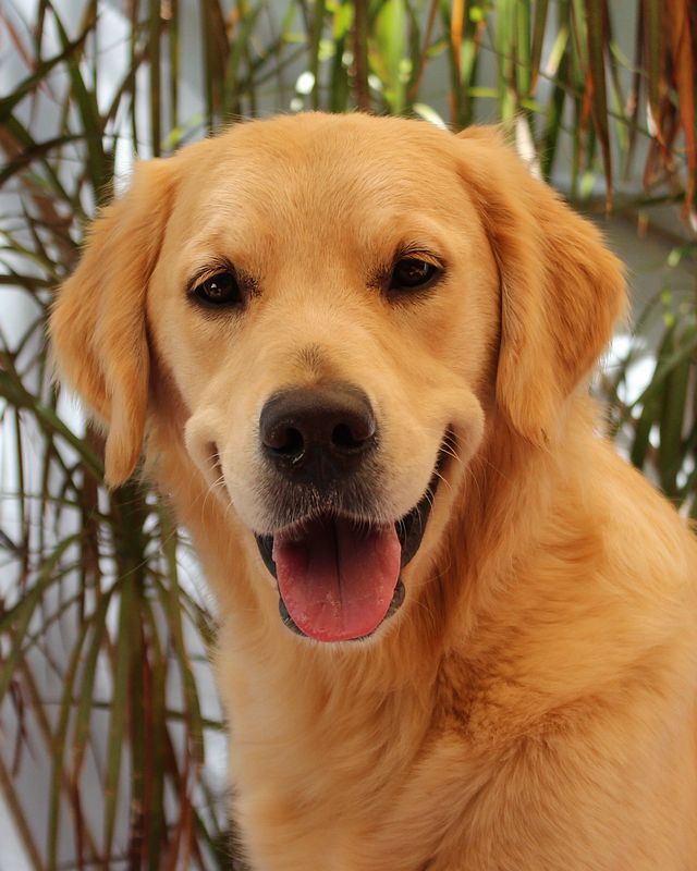 Pixi