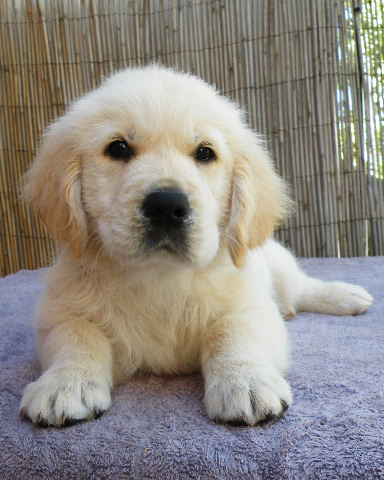 Willow 9 weeks 