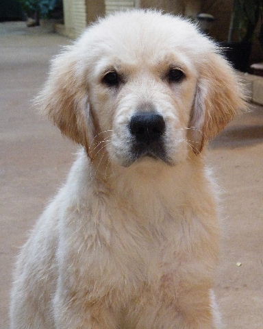 Willow 14 wks