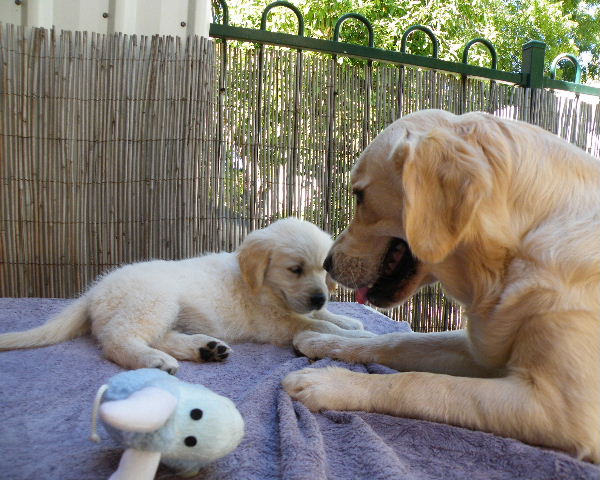 Willow N Lacey
